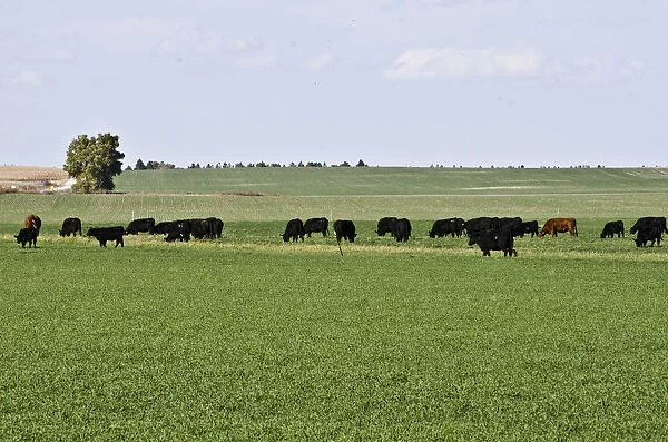 Cattle grazing in grassland, Nebraska Panhandle, Nebraska, USA