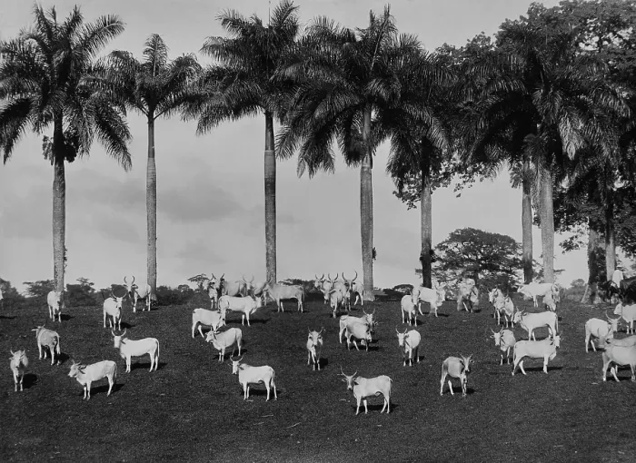 Framed Print : Cattle Grazing, Shettlewood, Jamaica Framed Print : Cattle Grazing, Shettlewood, Jamaica