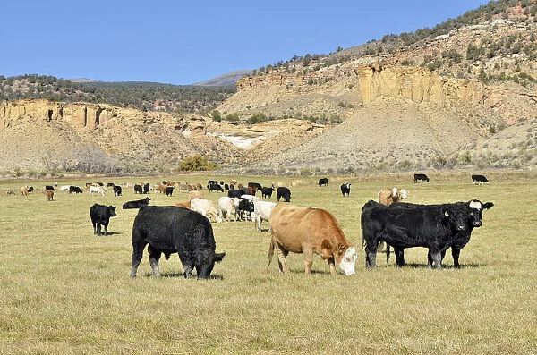 Cattle heard at the George Creek Road, Eckert near Cedaredge, Colorado, USA