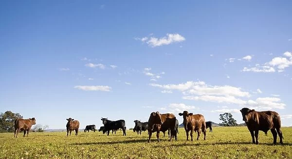 Cattle Herd Grazing