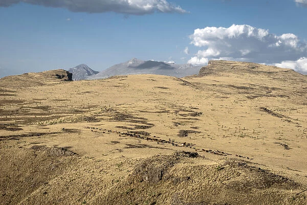 Cattle herd, Simien Mountains National Park, Ras Dashen, Ethiopia