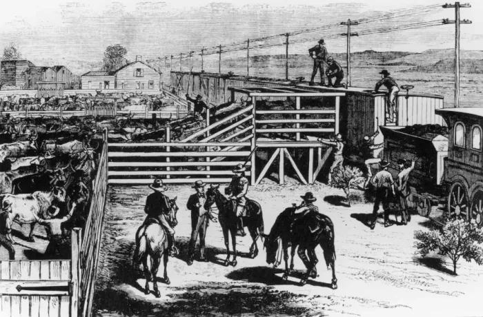 Framed Print : Cattle-Loading Framed Print : Cattle-Loading