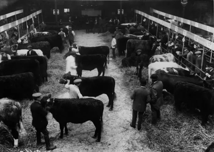 Framed Print : Cattle Market Framed Print : Cattle Market