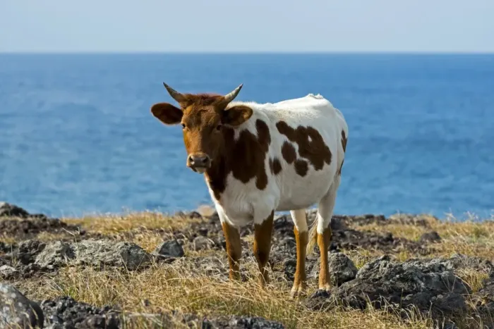 Framed Print : Cattle on the Pacific coast, Easter Island, Chile Framed Print : Cattle on the Pacific coast, Easter Island, Chile