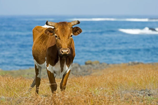 Cattle on the Pacific coast, Easter Island, Chile