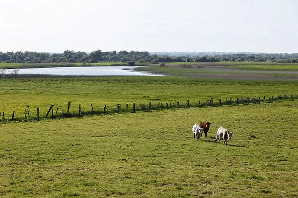 Cattle on a pasture in front of the Shannon River, Clonmacnoise, County Offaly, Leinster, Republic of Ireland, Europe