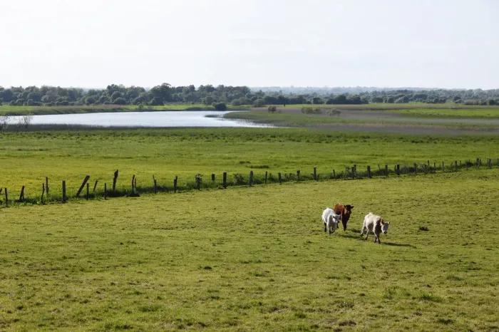 Framed Print : Cattle on a pasture in front of the Shannon River, Clonmacnoise, County Offaly, Leinster, Republic of Ireland, Europe Framed Print : Cattle on a pasture in front of the Shannon River, Clonmacnoise, County Offaly, Leinster, Republic of Ireland, Europe