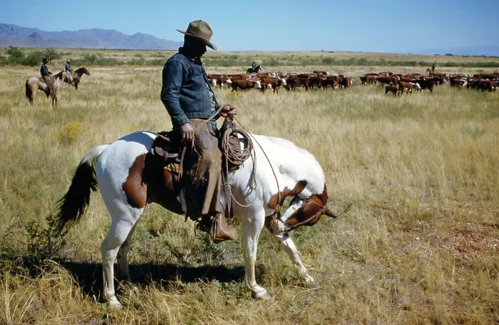 Framed Print : Cattle Ranching in Montana Framed Print : Cattle Ranching in Montana