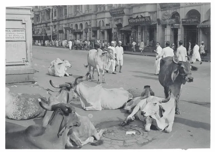Framed Print : Cattle Relaxing in Bombay Framed Print : Cattle Relaxing in Bombay