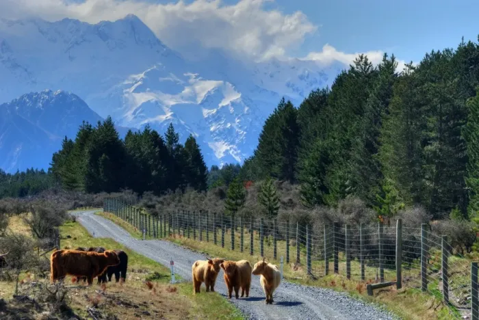 Framed Print : Cattle on road Framed Print : Cattle on road