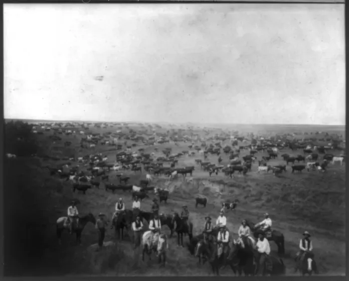Framed Print : Cattle Round-up Framed Print : Cattle Round-up