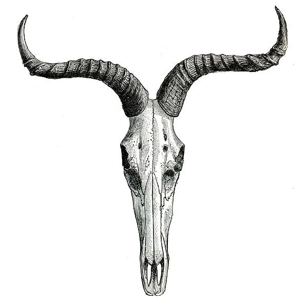 Cattle skull and horns engraving 1896