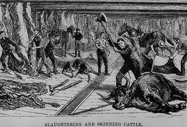 Cattle Slaughter
