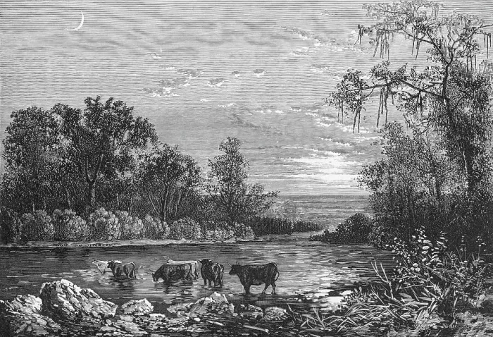 Framed Print : Cattle in Stream Framed Print : Cattle in Stream