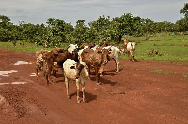 Cattle in the village of Idool, near Ngaoundere, Cameroon, Central Africa, Africa