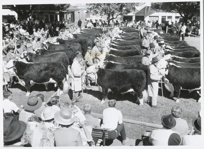 Framed Print : Cattle Waiting in Judging Ring Framed Print : Cattle Waiting in Judging Ring