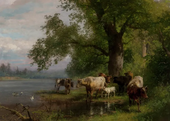 Framed Print : Cattle Watering Framed Print : Cattle Watering