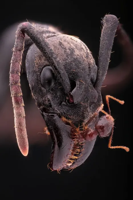 Framed Print : Caught. Extreme macro from a large soldier ant with a much smaller species Framed Print : Caught. Extreme macro from a large soldier ant with a much smaller species