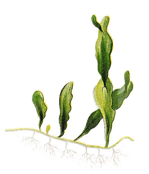 Caulerpa prolifera is a species of green alga, a seaweed in the family Caulerpaceae