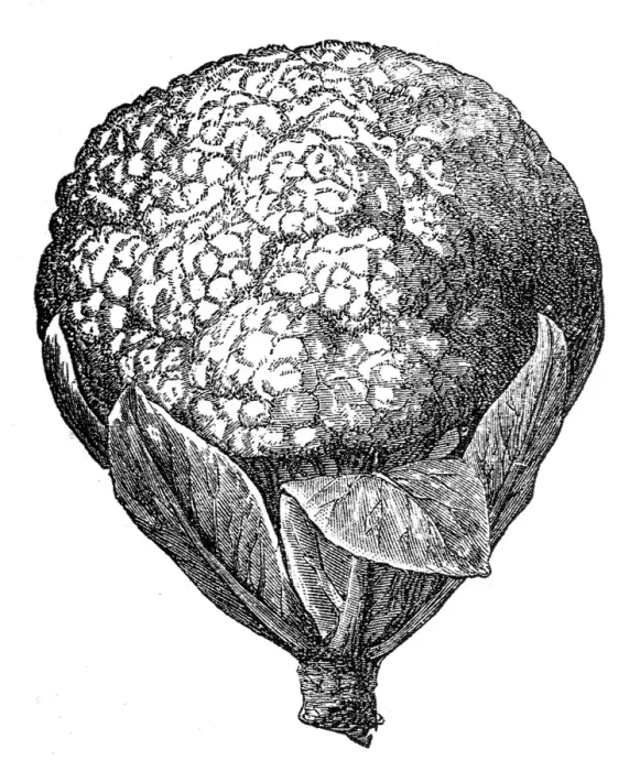 Framed Print : Cauliflower Framed Print : Cauliflower