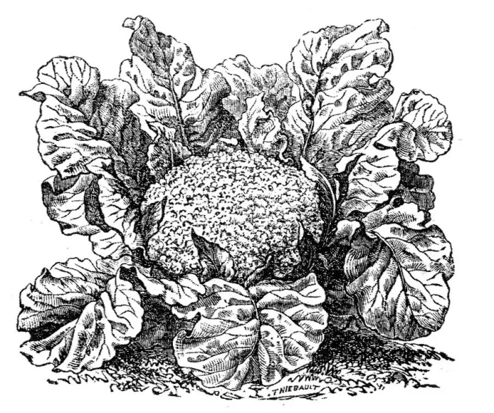 Framed Print : Cauliflower (brassica oleracea) Framed Print : Cauliflower (brassica oleracea)