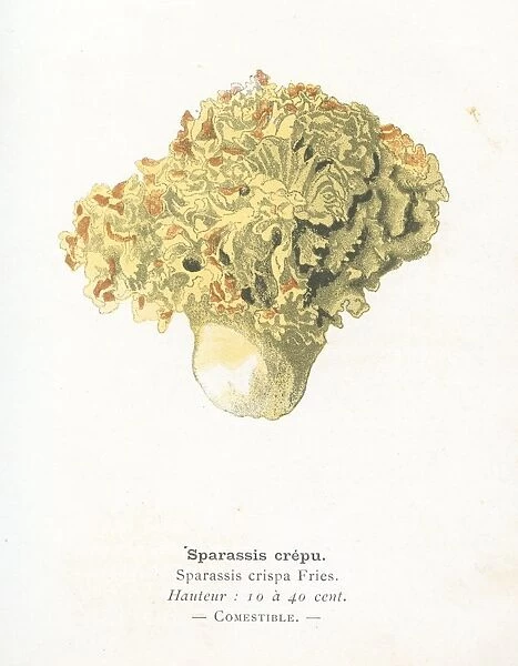 Cauliflower fungus engraving 1895