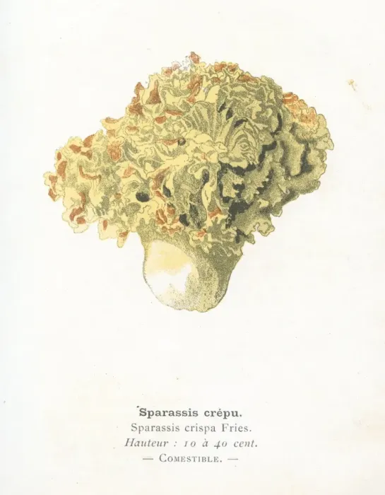 Framed Print : Cauliflower fungus engraving 1895 Framed Print : Cauliflower fungus engraving 1895