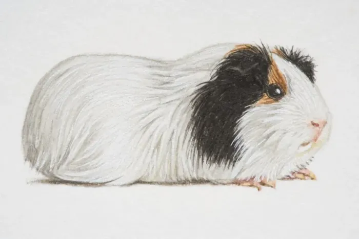 Framed Print : Cavia porcellus, black and white Domestic Guinea Pig, side view Framed Print : Cavia porcellus, black and white Domestic Guinea Pig, side view