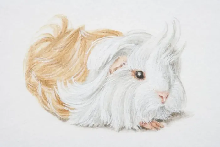 Framed Print : Cavia porcellus, Non-self Peruvian Guinea Pig Framed Print : Cavia porcellus, Non-self Peruvian Guinea Pig
