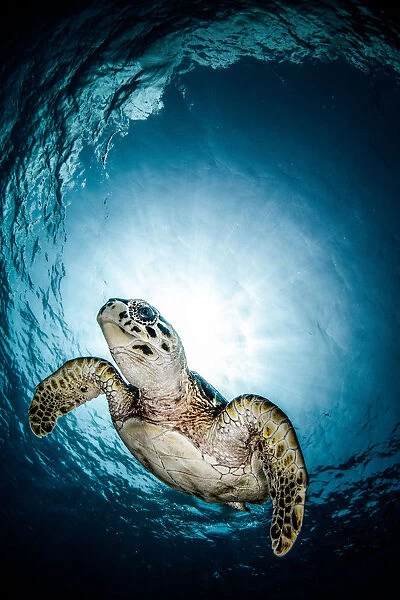 Cayman Sun ball turtle