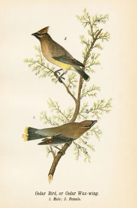Framed Print : Cedar bird lithograph 1890 Framed Print : Cedar bird lithograph 1890