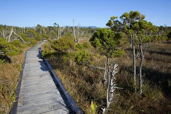 The Cedar Boardwalk Path In The Shorepine Bog Trail In Pacific Rim National Park Near Tofino