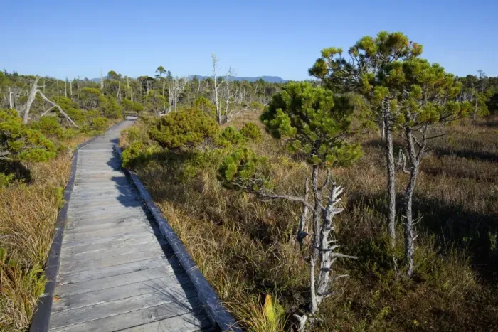 Framed Print : The Cedar Boardwalk Path In The Shorepine Bog Trail In Pacific Rim National Park Near Tofino Framed Print : The Cedar Boardwalk Path In The Shorepine Bog Trail In Pacific Rim National Park Near Tofino