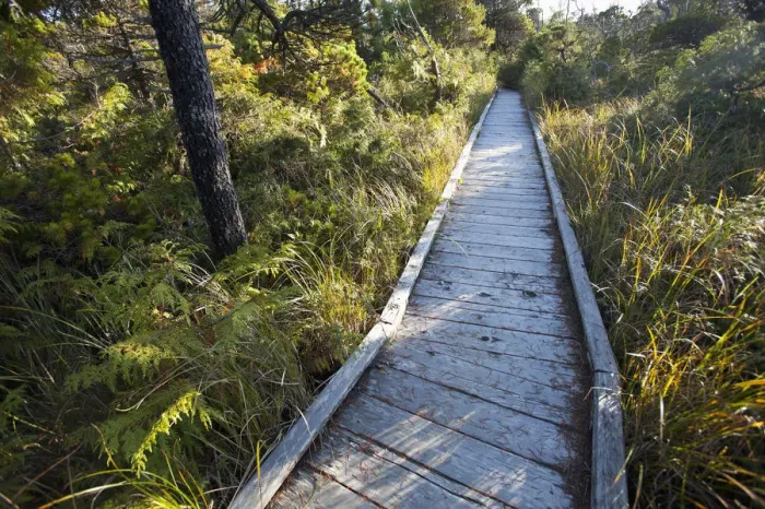 Framed Print : The Cedar Boardwalk Path On The Shorepine Bog Trail In Pacific Rim National Park Near Tofino