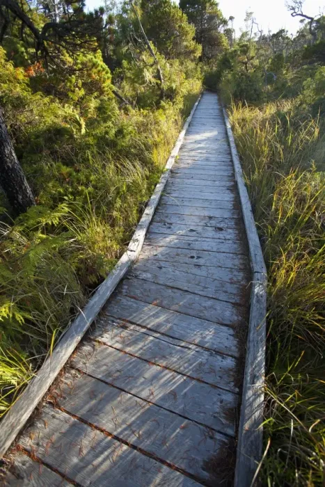 Framed Print : The Cedar Boardwalk Path In The Shorepine Bog Trail In Pacific Rim National Park Near Tofino; British Columbia Canada Framed Print : The Cedar Boardwalk Path In The Shorepine Bog Trail In Pacific Rim National Park Near Tofino; British Columbia Canada