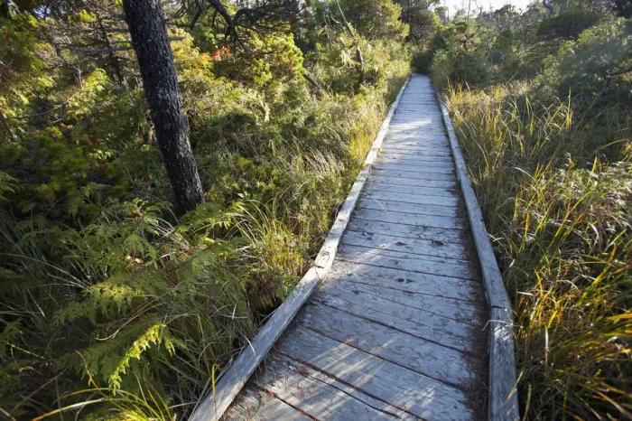 Framed Print : The Cedar Boardwalk Path On The Shorepine Bog Trail In Pacific Rim National Park Near Tofino; British Columbia Canada Framed Print : The Cedar Boardwalk Path On The Shorepine Bog Trail In Pacific Rim National Park Near Tofino; British Columbia Canada