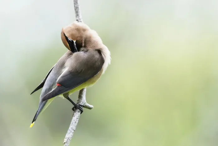 Framed Print : Cedar waxwing Framed Print : Cedar waxwing