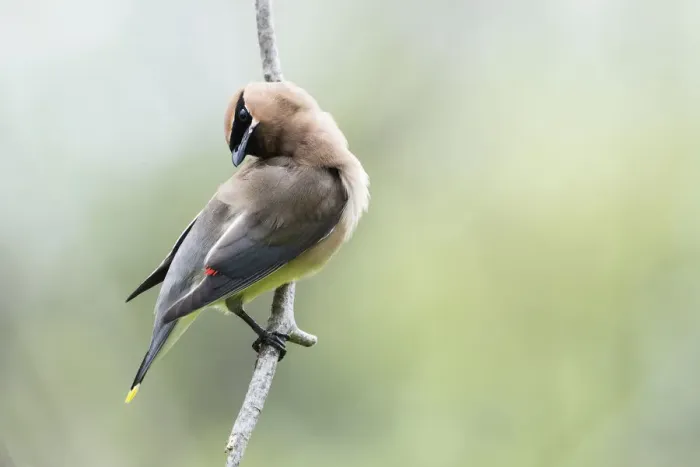 Framed Print : Cedar waxwing
