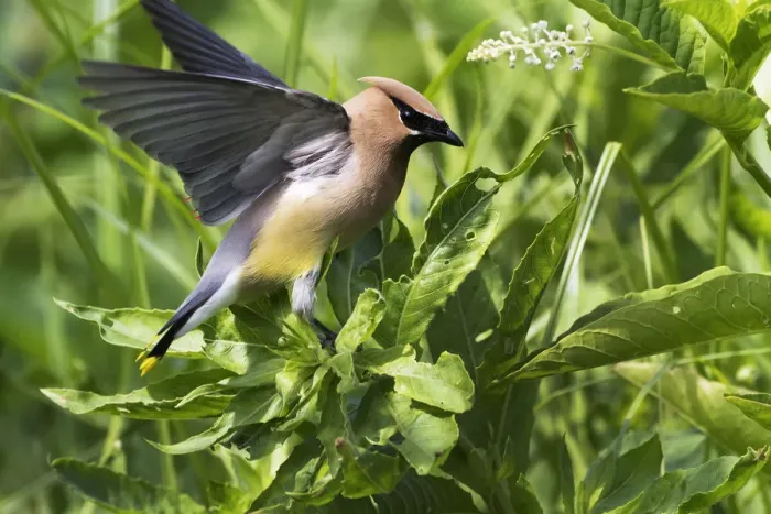 Framed Print : Cedar waxwing balancing in early July Framed Print : Cedar waxwing balancing in early July