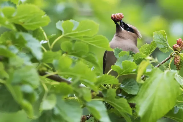 Framed Print : Cedar waxwing with mulberry Framed Print : Cedar waxwing with mulberry