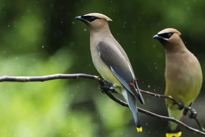 Framed Print : Cedar waxwings in mid-July Framed Print : Cedar waxwings in mid-July