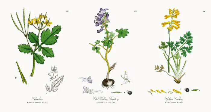 Framed Print : Celandine, Chelidonium majus, Victorian Botanical Illustration, 1863 Framed Print : Celandine, Chelidonium majus, Victorian Botanical Illustration, 1863
