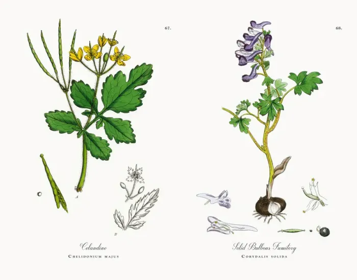Framed Print : Celandine, Chelidonium majus, Victorian Botanical Illustration, 1863 Framed Print : Celandine, Chelidonium majus, Victorian Botanical Illustration, 1863