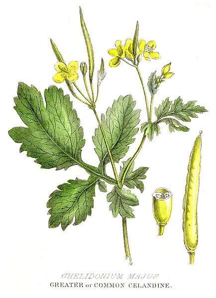 Celandine poison plant engraving 1857