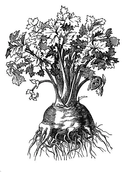Celeriac. Celery of a variety that forms a large swollen turnip like root