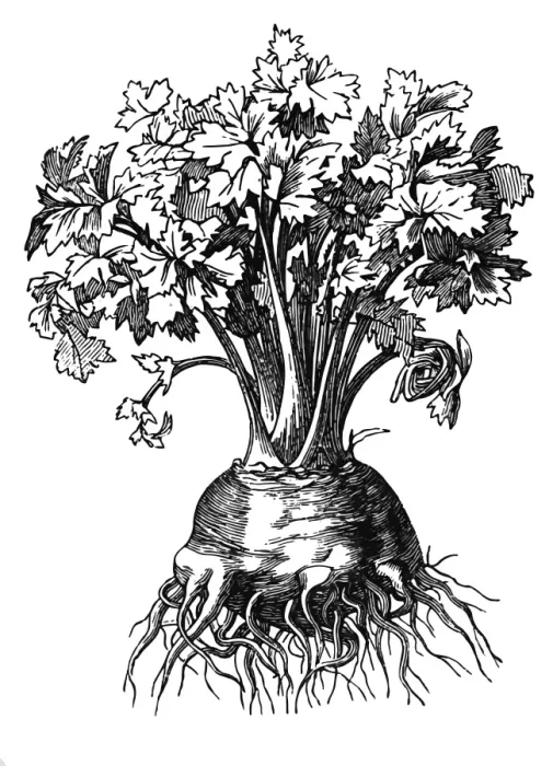 Framed Print : Celeriac. Celery of a variety that forms a large swollen turnip like root Framed Print : Celeriac. Celery of a variety that forms a large swollen turnip like root