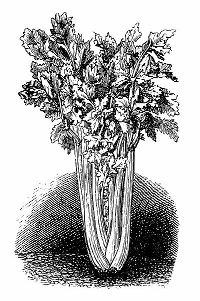 Celery. Antique engraving of a celery, isolated on white