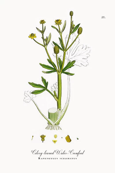 Celery-leaved Water Crowfoot, Ranunculus sceleratus, Victorian Botanical Illustration, 1863