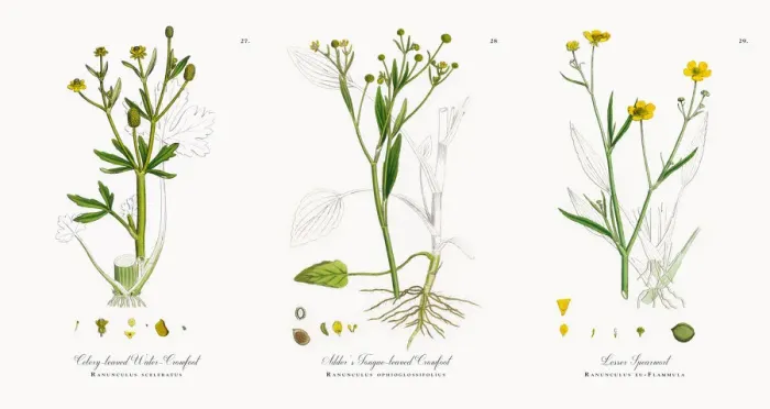 Framed Print : Celery-leaved Water Crowfoot, Ranunculus sceleratus, Victorian Botanical Illustration, 1863 Framed Print : Celery-leaved Water Crowfoot, Ranunculus sceleratus, Victorian Botanical Illustration, 1863
