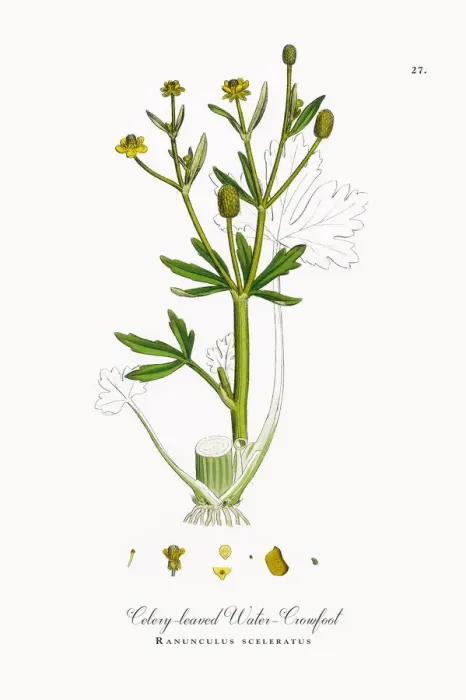 Framed Print : Celery-leaved Water Crowfoot, Ranunculus sceleratus, Victorian Botanical Illustration, 1863 Framed Print : Celery-leaved Water Crowfoot, Ranunculus sceleratus, Victorian Botanical Illustration, 1863